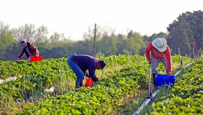 Workers at Country Creek Produce Farm pick strawberries one early morning late last week.