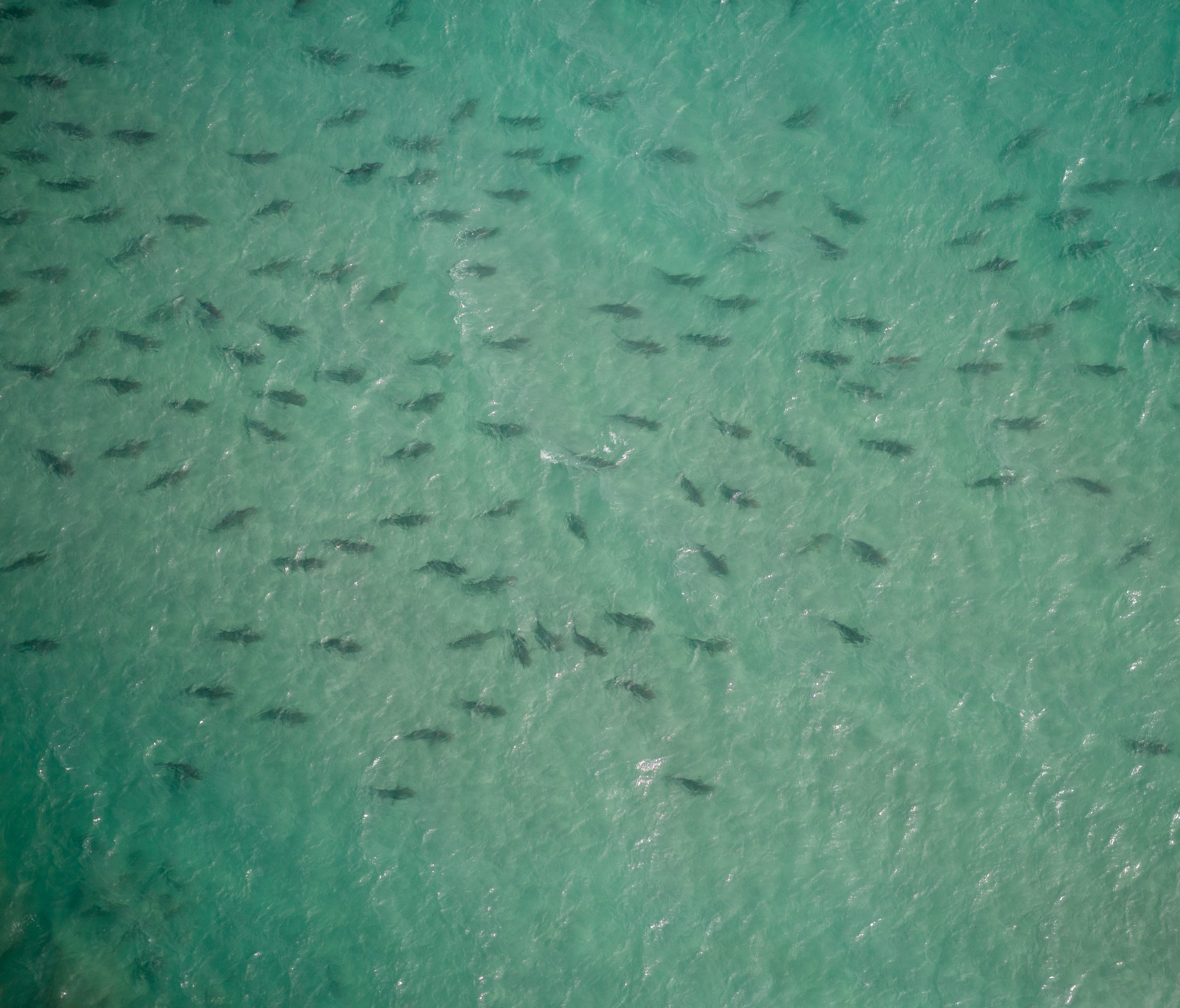 Sharks by the score can be seen enjoying their winter visit to the waters off Palm Beach County in this aerial photo provided by Florida Atlantic University's shark research lab in March 2016.