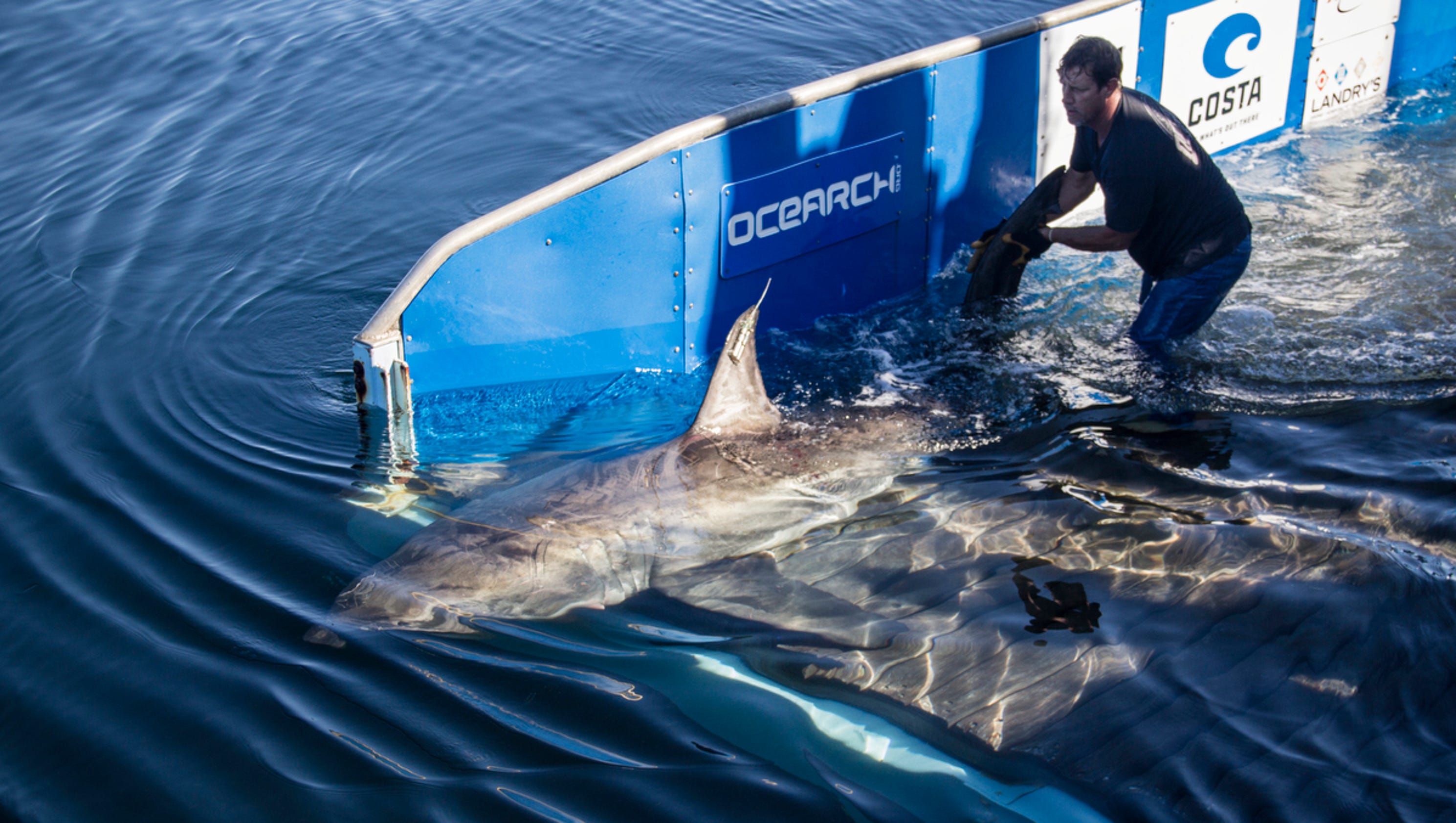 In town for Memorial Day? Great white shark pings off Cocoa Beach