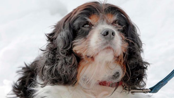 Seymour, a Cavalier King Charles spaniel mix, takes a break from his walk in Concord, N.H. A harsh winter across the country has pet owners buying boots to protect their pets' paws.