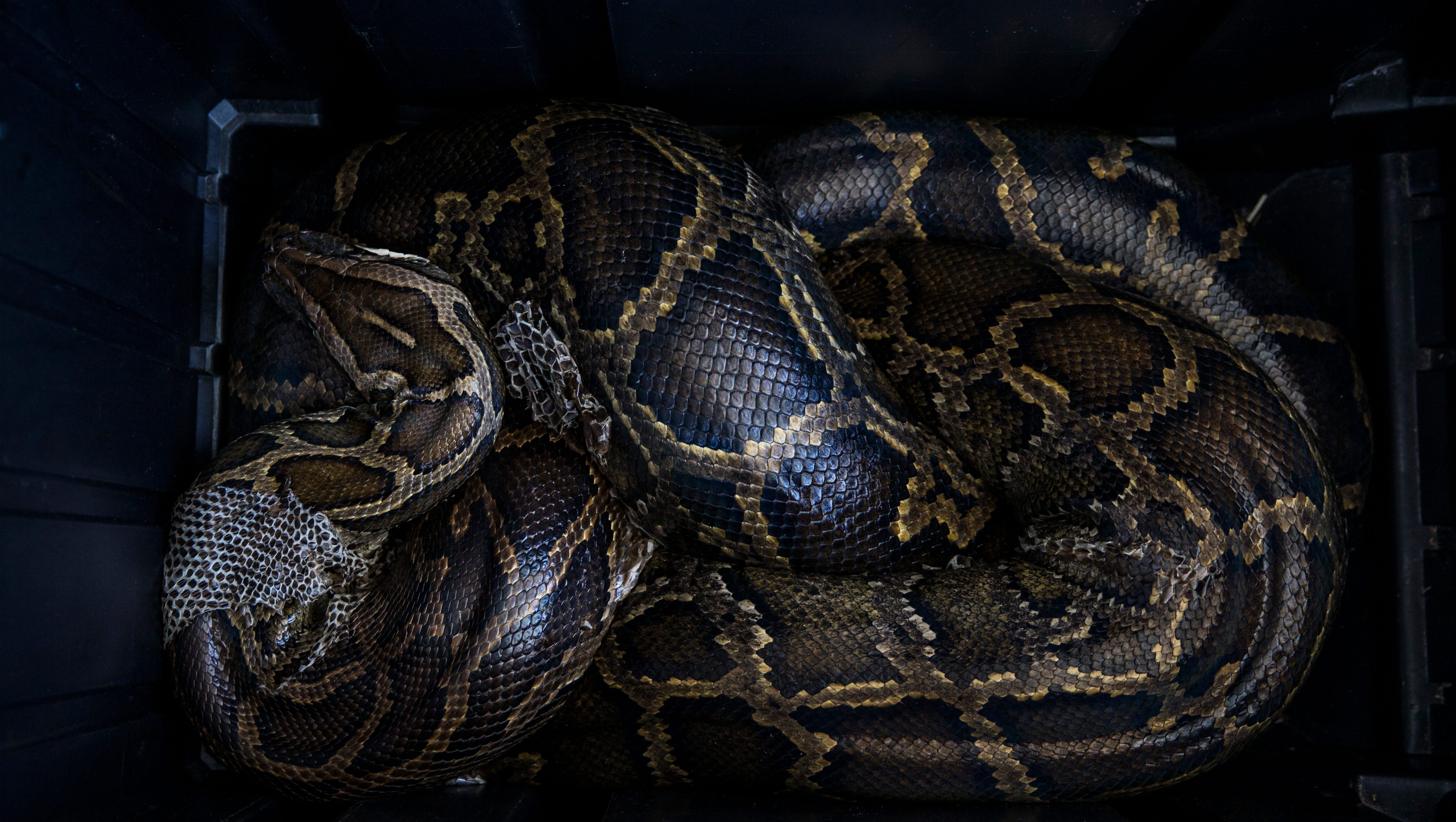Anacondas Mongoose On List Of Animals Florida Looks To Ban