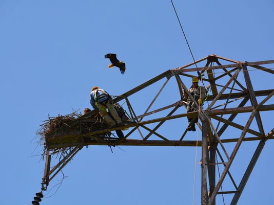 Eaglets Land In Somerset County
