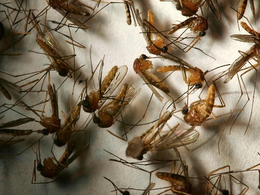 West Nile virus mosquitoes return early in California