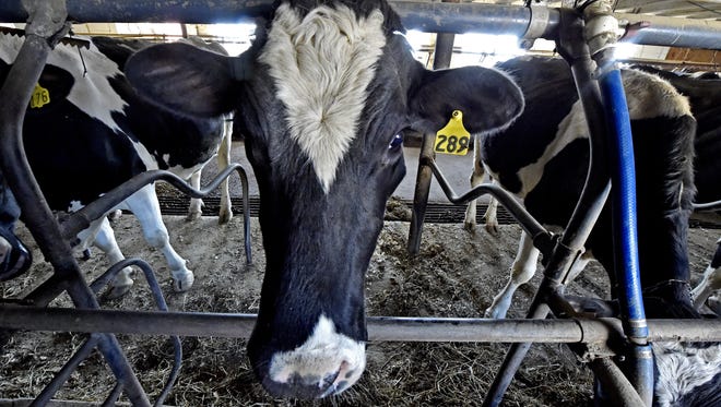 Dairy cows look out from their stalls Friday, Jan. 26, 2018, on Elmer K. King's Leacock Township farm. The Ronks-area dairyman recently began shopping for a buyer for his 48 milking cows, an unwilling step to exit the dairy business forced by a three-year, downward spiral in milk prices and a new projection that 2018 might be the worst yet.  (Blaine Shahan/LNP via AP)