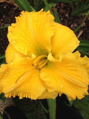 A recent addition to my flower beds, Concrete Blond, a daylily, calls for attention on a morning after rain came.