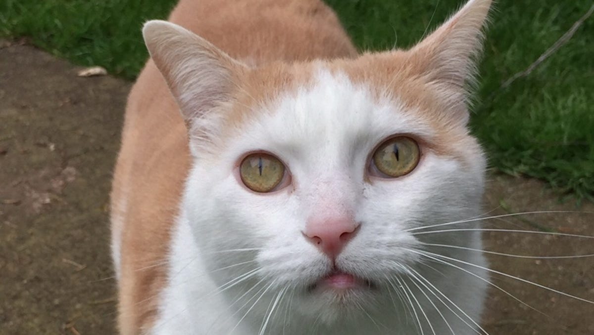 Tapeworms In Cats Are Treatable See Your Vet