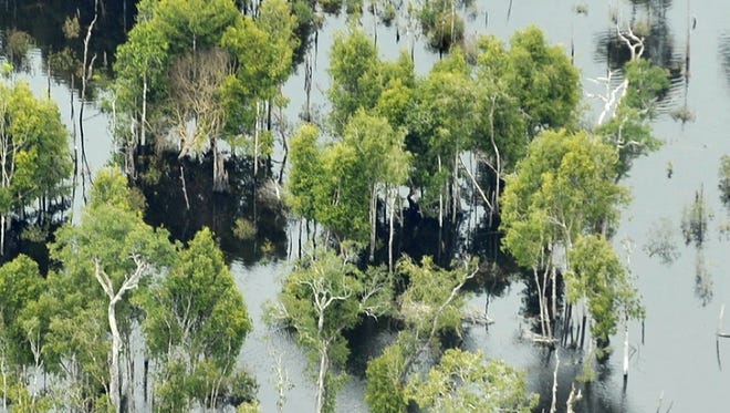 An aerial photograph taken on July 6, 2010 shows part of a wetland forest at the Danau Sentarum National Park in West Kalimantan on Indonesian Borneo island.