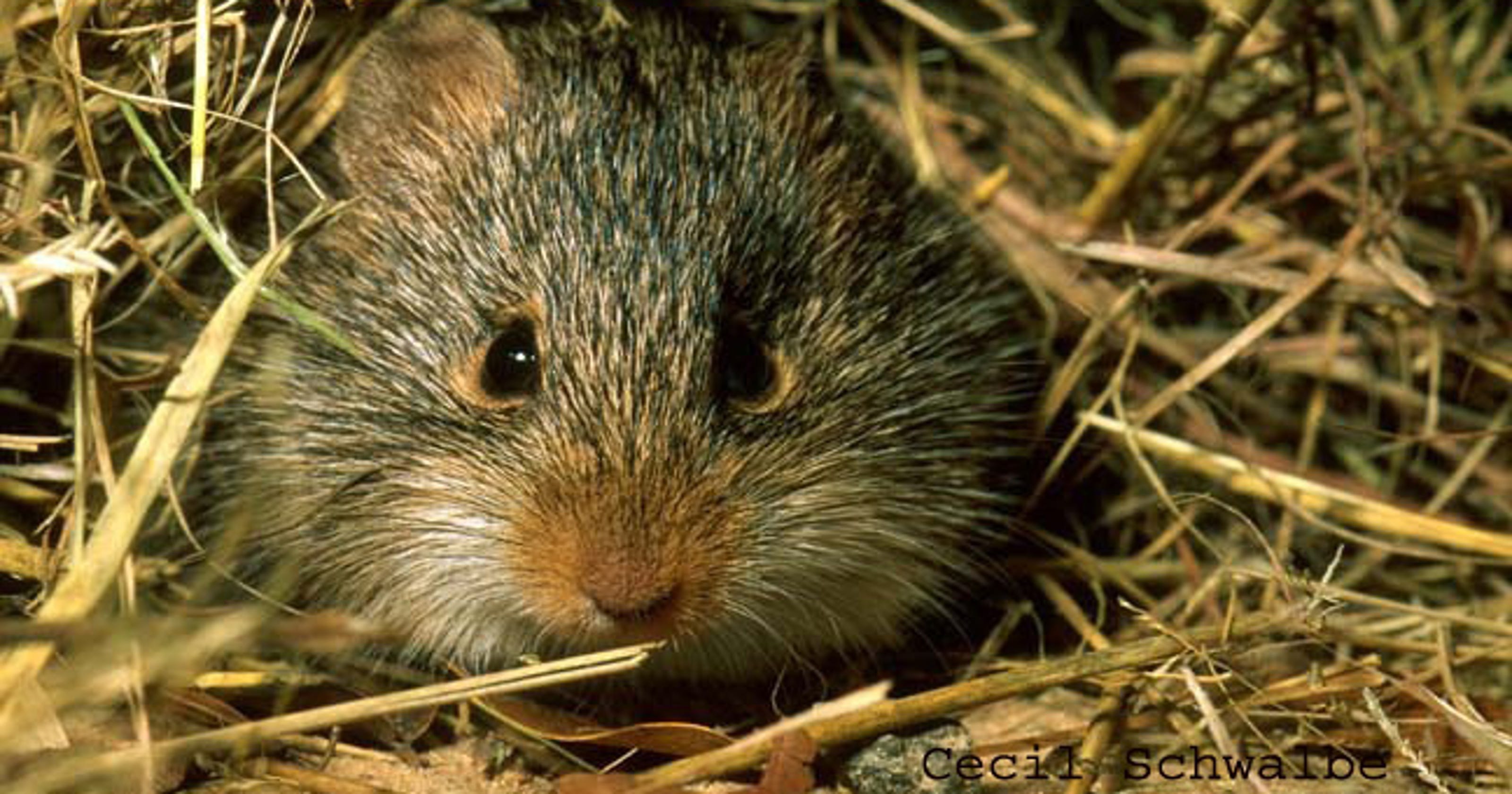Florida Wildlife: Hispid Cotton Rat