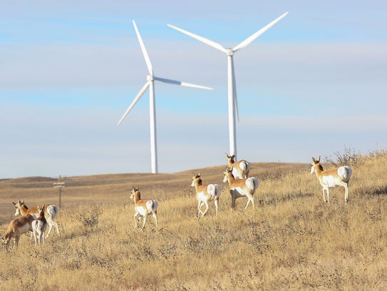 Antelopes pass through Duke Energy's Happy Jack wind