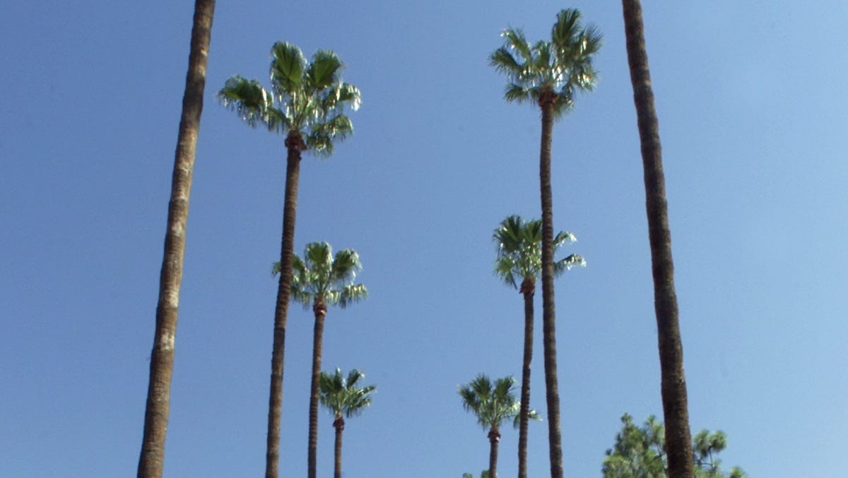 Palm trees of Arizona