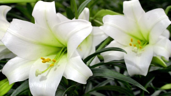 Easter lilies. Denny has some tips on helping them live long after the holiday.