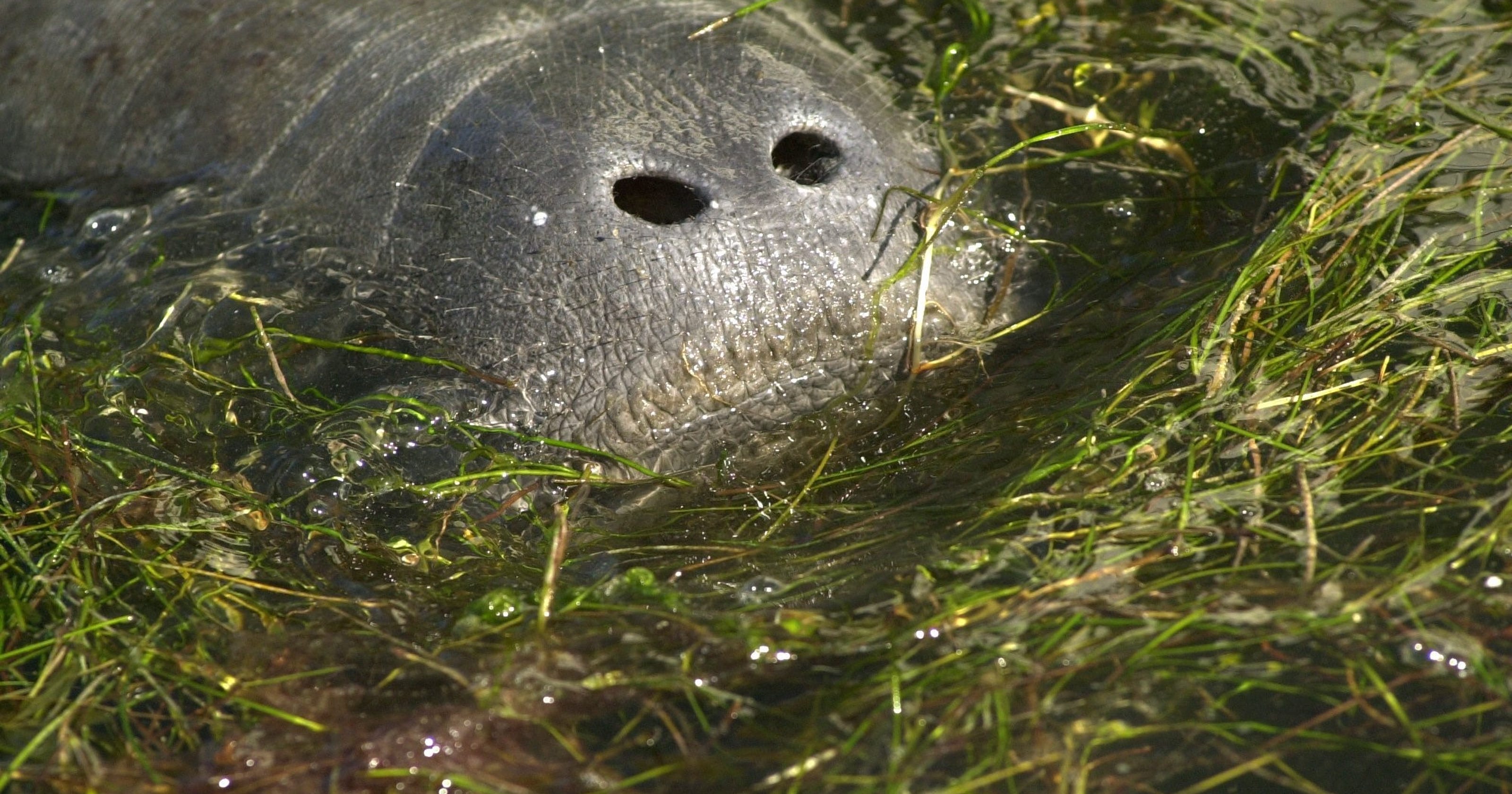 Indian River Lagoon algae blooms ramp up