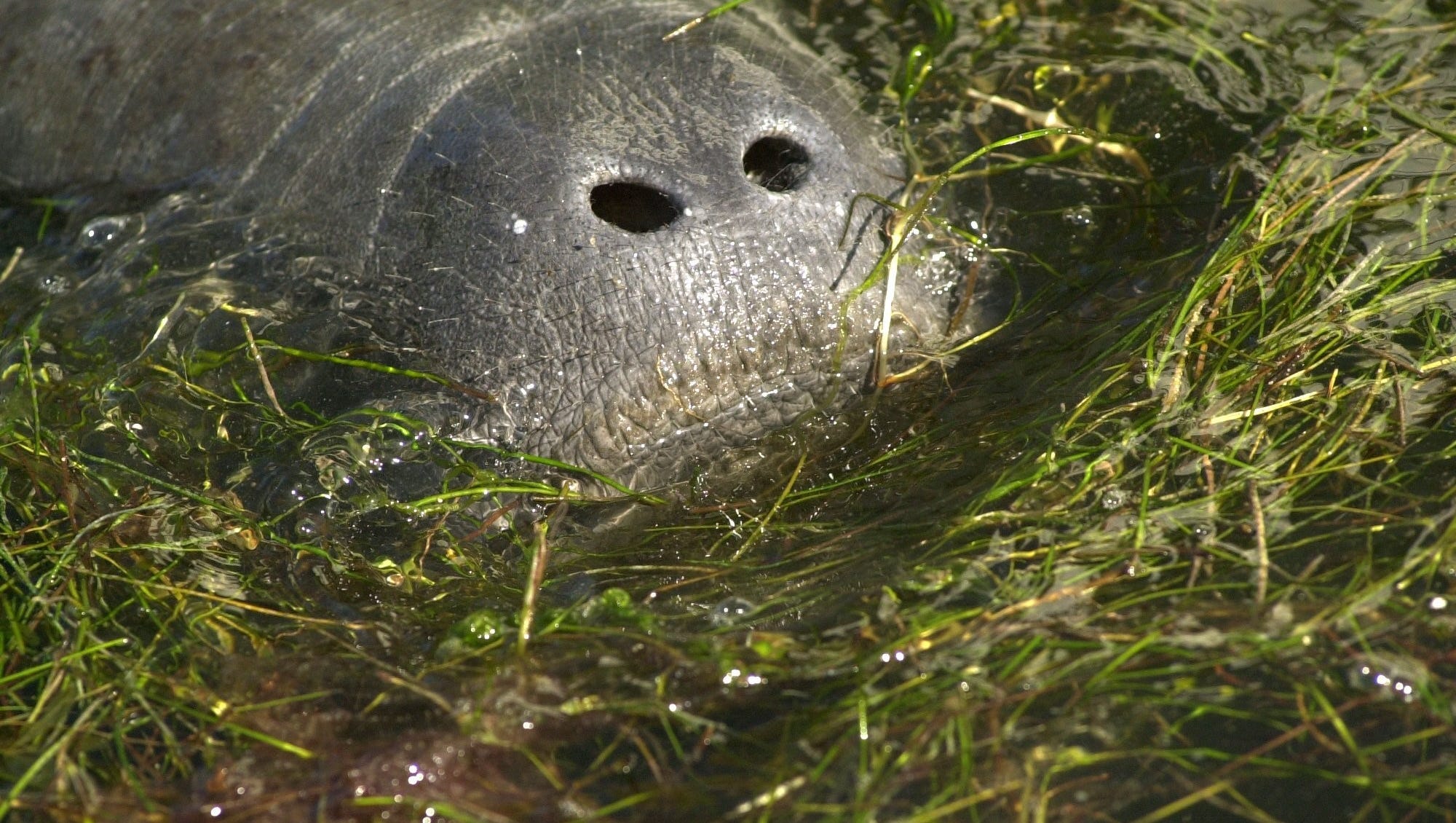 Manatee Eating Seagrass