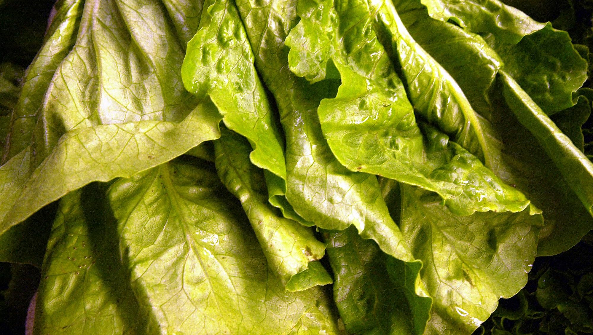 Lettuceborne E. coli illnesses reported in Wisconsin