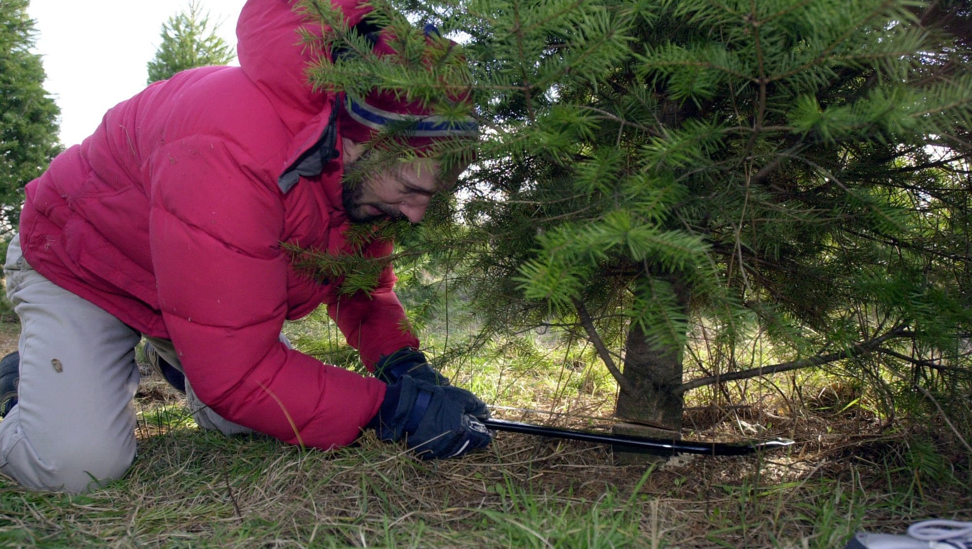 Where to cut your own Christmas tree