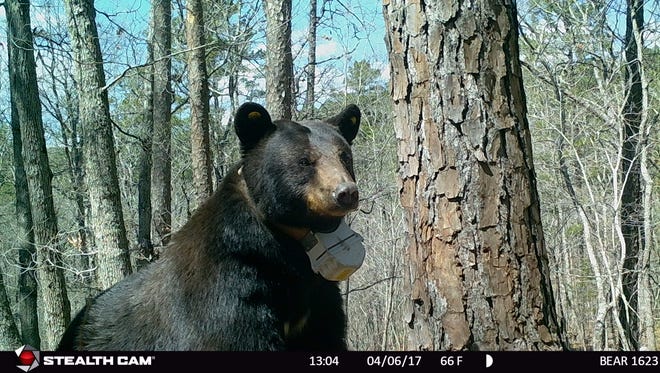 A large black bear photographed near its den in Texas County in 2017. It's wearing an MDC tracking collar as part of ongoing research into how they are faring in Missouri.