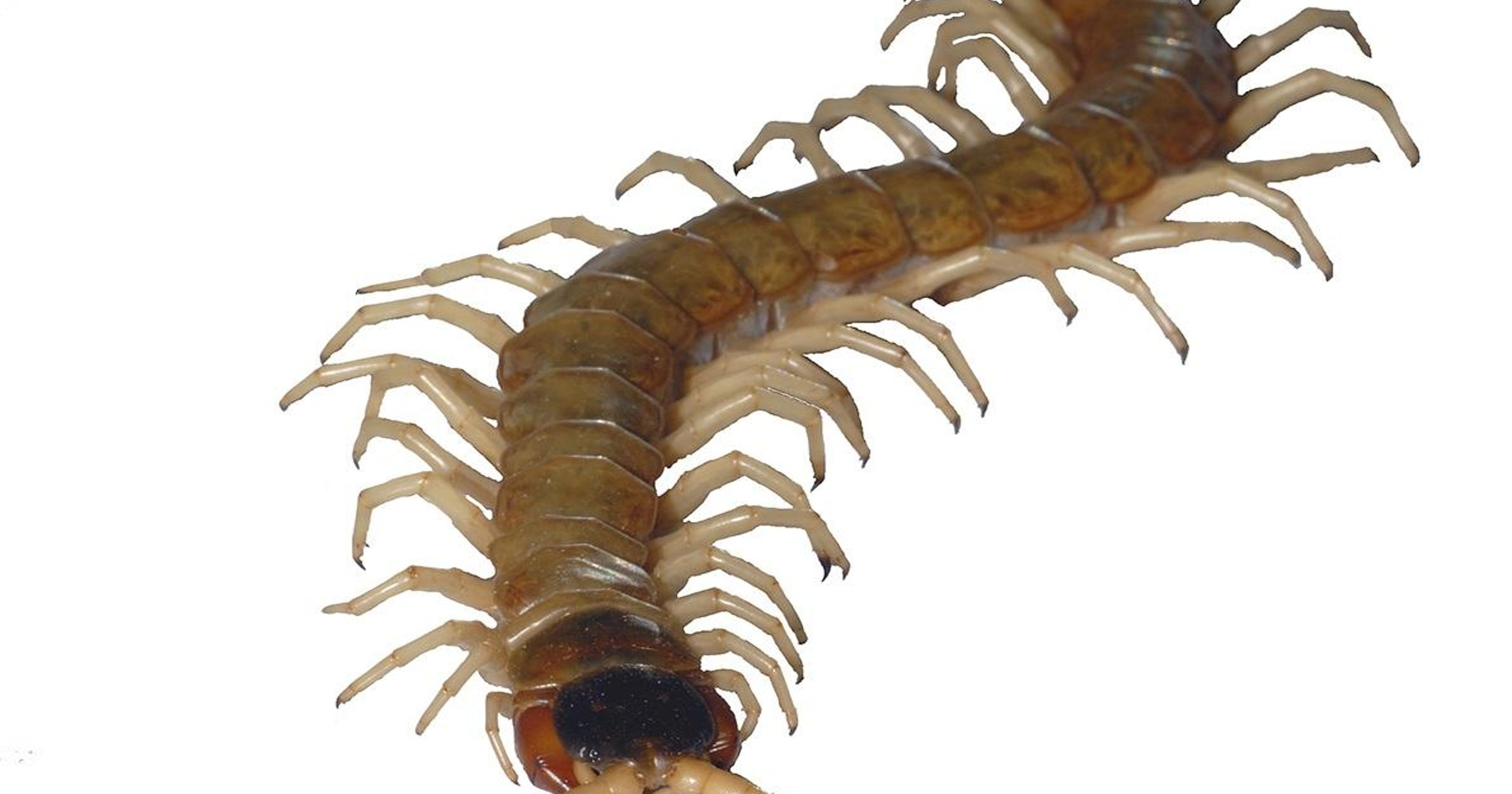 Giant Desert Centipede enters writer's home