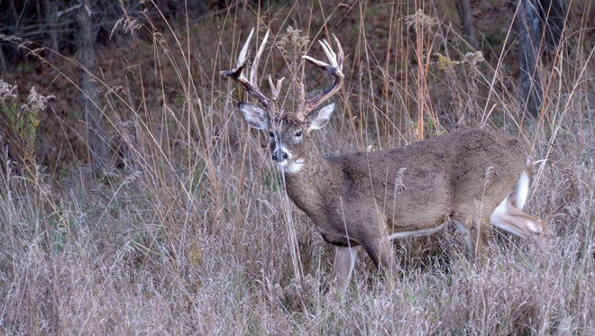 Chronic wasting disease was verified in wild deer in Oneida and Eau Claire counties for the first time last week.