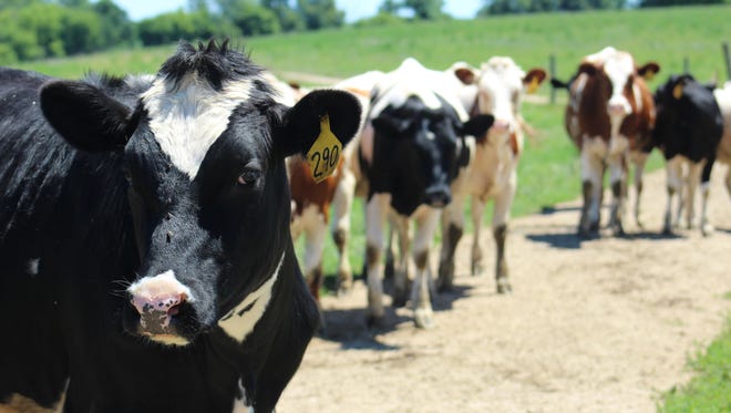 Retaining heifers that fit an operation’s needs is important to the genetic progress and success of the cow herd.
