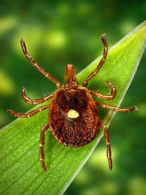 Female "lone star ticks" are known for the white marking on their back.