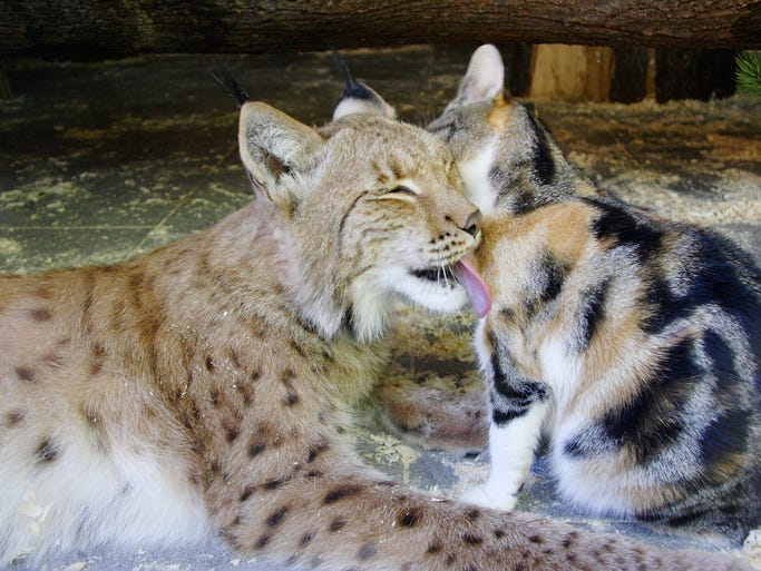 Unlikely friendship between lynx and kitty cat at Russian zoo