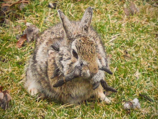 'Horned' rabbit afflicted with virus sighted