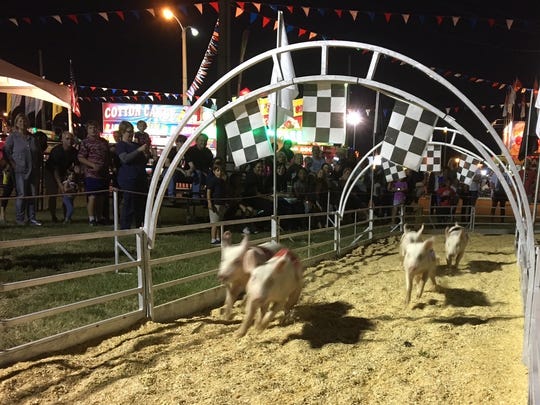 So what makes these pigs 'race' at the state fair?