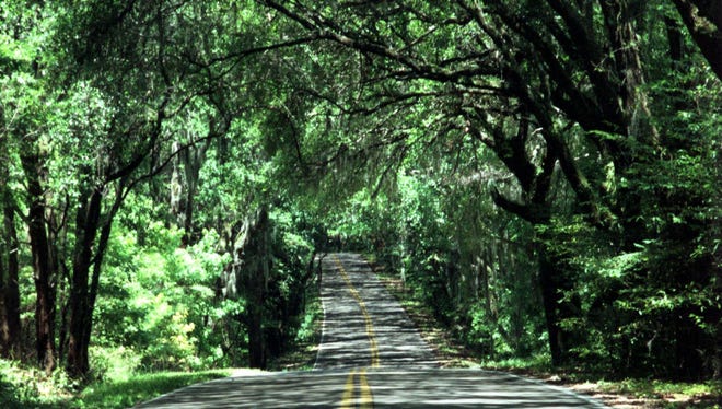 A canopy road in Leon County.