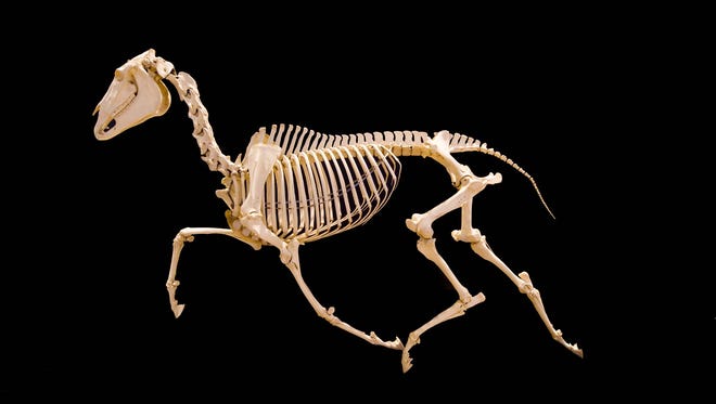 This skeleton of Lee Axworthy, the first trotting stallion to break the two-minute mile, was mounted by Samuel Harmsted Chubb, an anatomist and research associate at the American Museum of Natural History, during the first half of the 20th century.  Chubb’s innovation of mounting skeletons in lifelike, natural positions revolutionized the presentation of these specimens in museums.
