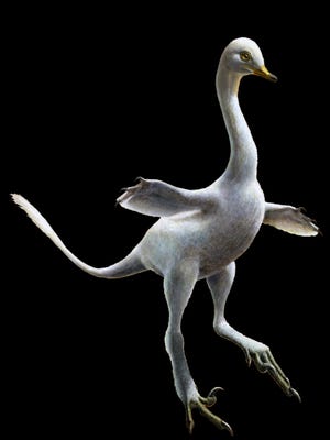 An artist's conception of a new species of dinosaur, Halszkaraptor escuilliei. This small dinosaur was a close relative of velociraptor, but in both body shape and inferred lifestyle it much closely recalls some waterbirds like modern swans.