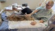 Arnold Levine of Calabasas pets Henry, a Flemish Giant
