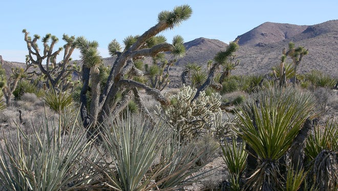 A variety of desert plants from Joshua trees to cholla cacti thrive in Castle Mountains National Monument.