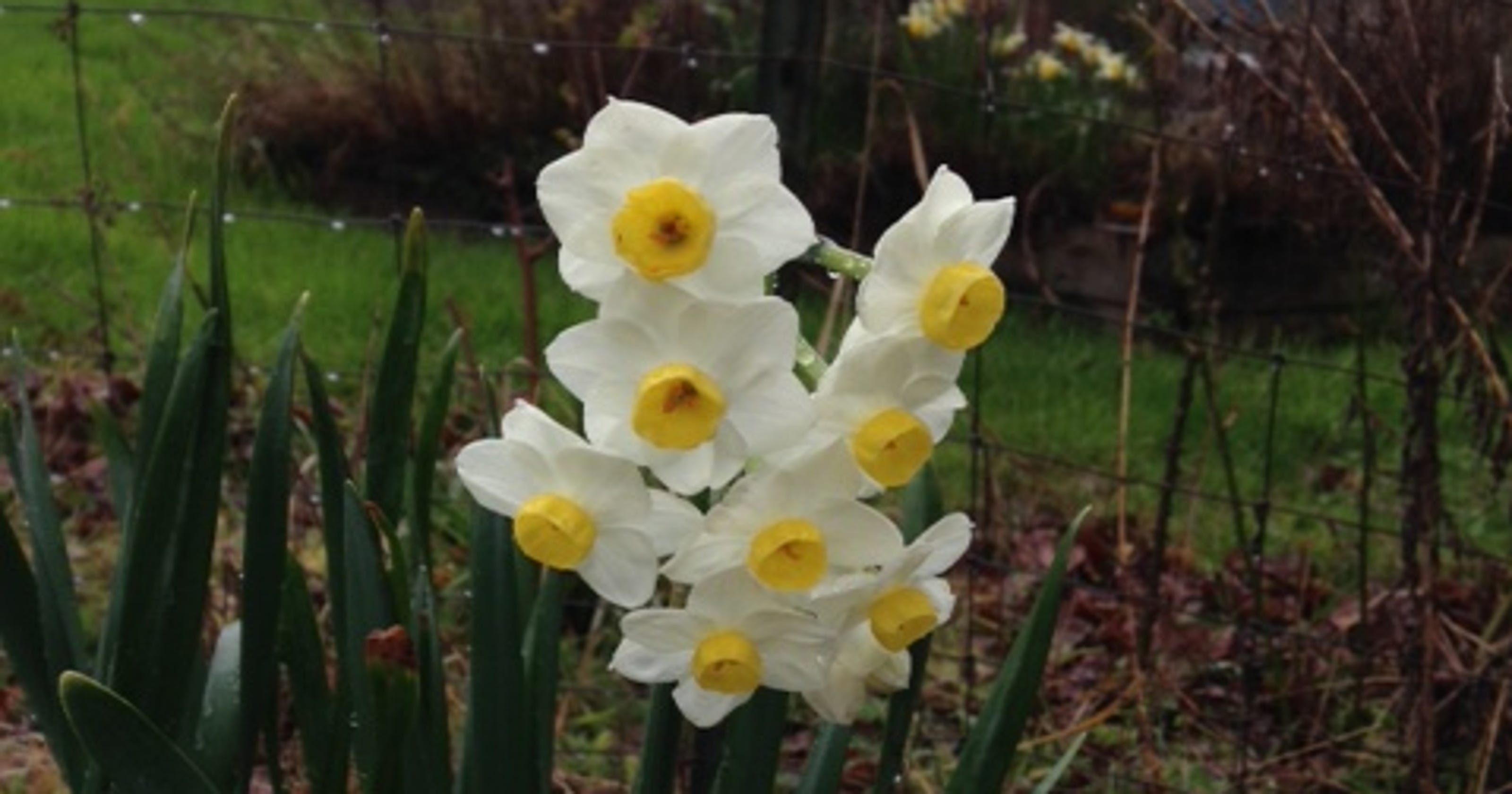 Daffodils, narcissus What's the difference?