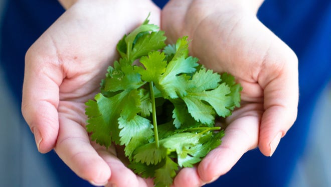 Cilantro might contribute to lower blood sugar levels and have cardio protective effects. It also has a good amount of vitamin K and vitamin A.