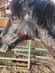 Pony pictured after the dog attack.