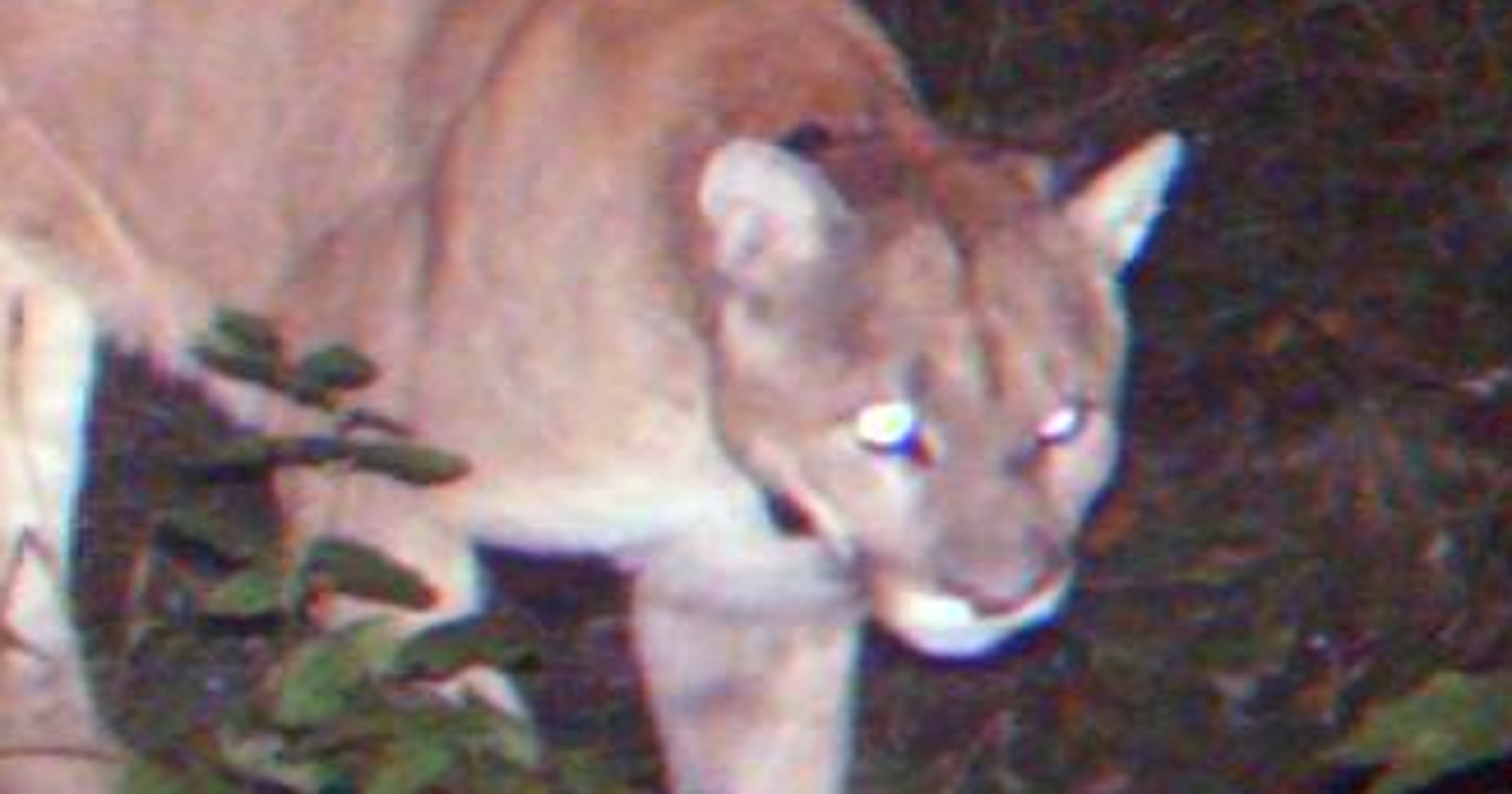Cougar verified for first time in Michigan’s Lower Peninsula