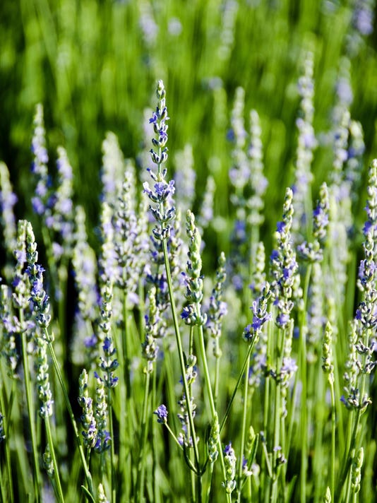Lavender for drought tolerant gardens