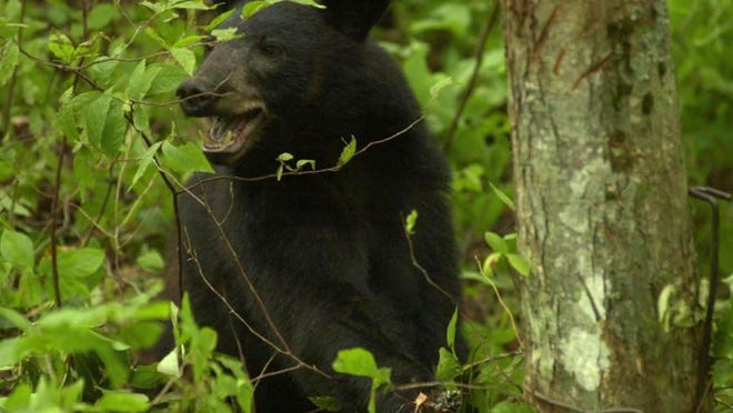 A 78-pound black bear is trapped in a cable snare set by Frank van Manen , a research ecologist with the U.S. Geological Survey who coordinates the University of Tennessee bear study, in August 2001 in the Great Smoky Mountains National Park. Biologists were marking and re-capturing the bears to determine the size of the park's population. (NEWS SENTINEL ARCHIVE)