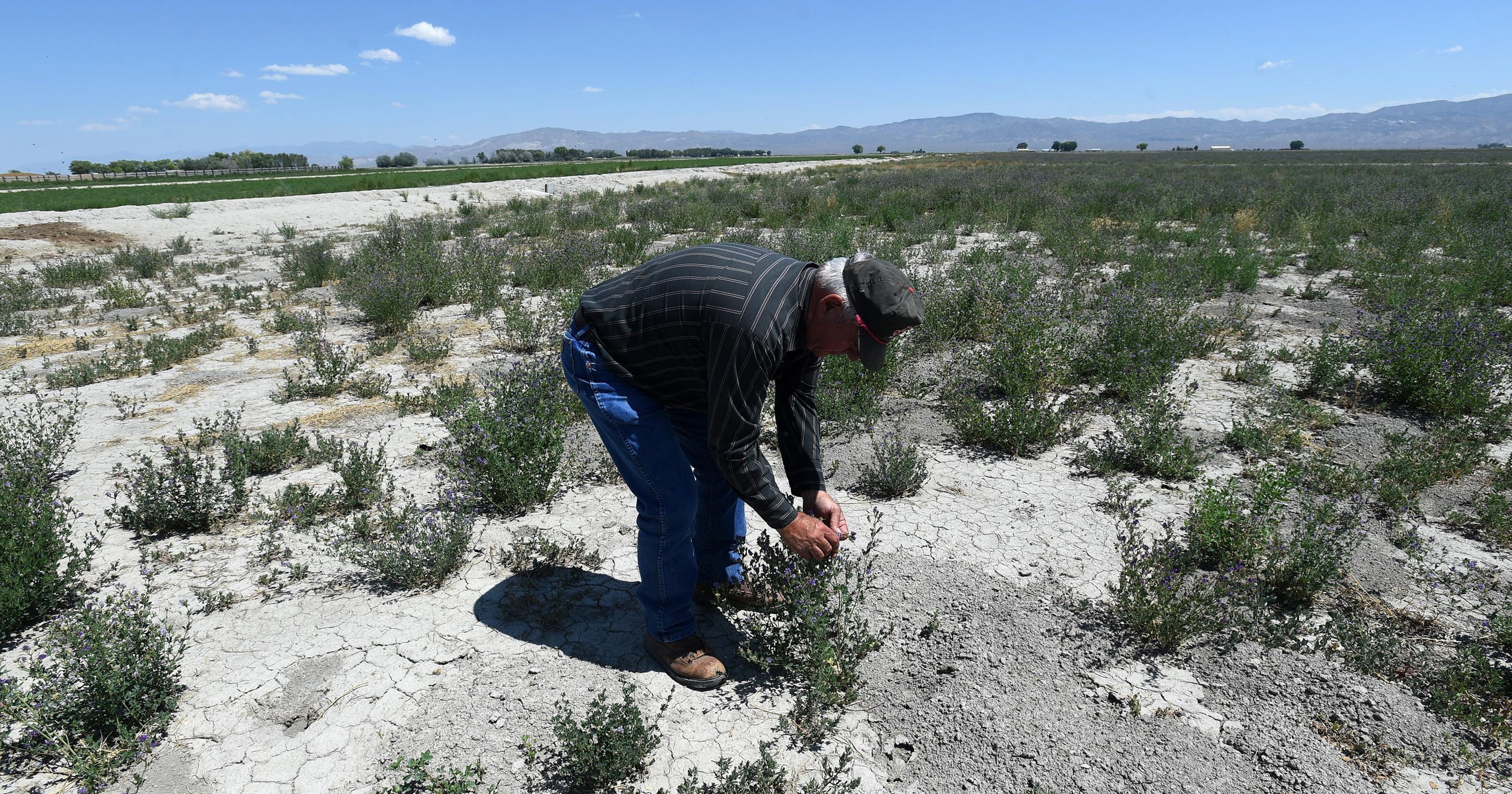 Growing problem Drought hits Nevada agriculture hard