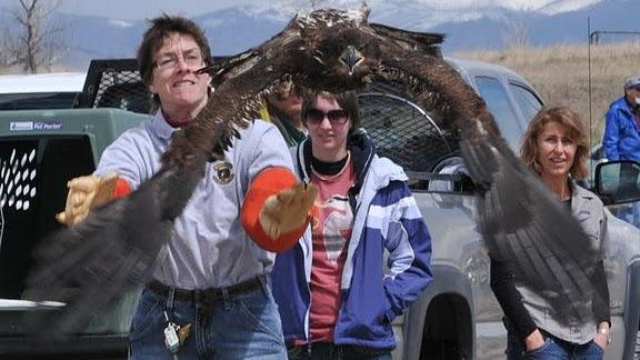 Lisa Rhodin of the Montana Wildlife Rehabilitation Center releases a raptor during 2014’s International Migratory Bird Day Festival.
