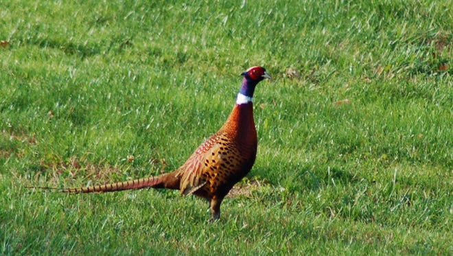 On the author's most recent adventure in the woods, he was startled by a pheasant.