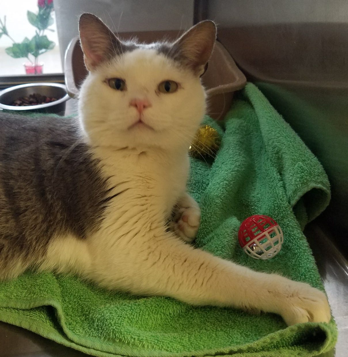 how to find out if a kitten is male or female