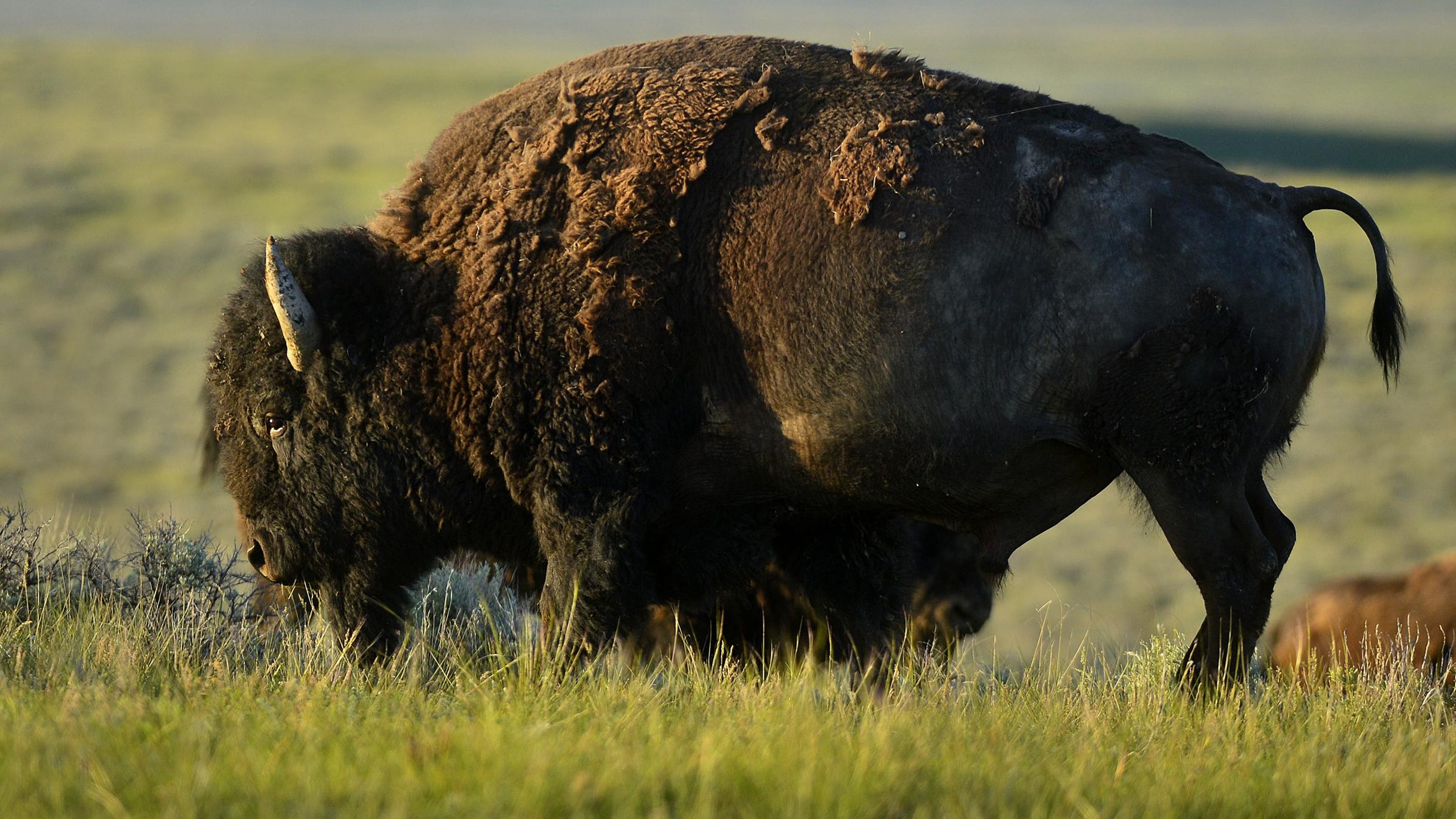 Montana's Prairie Reserve seeks to expand bison grazing