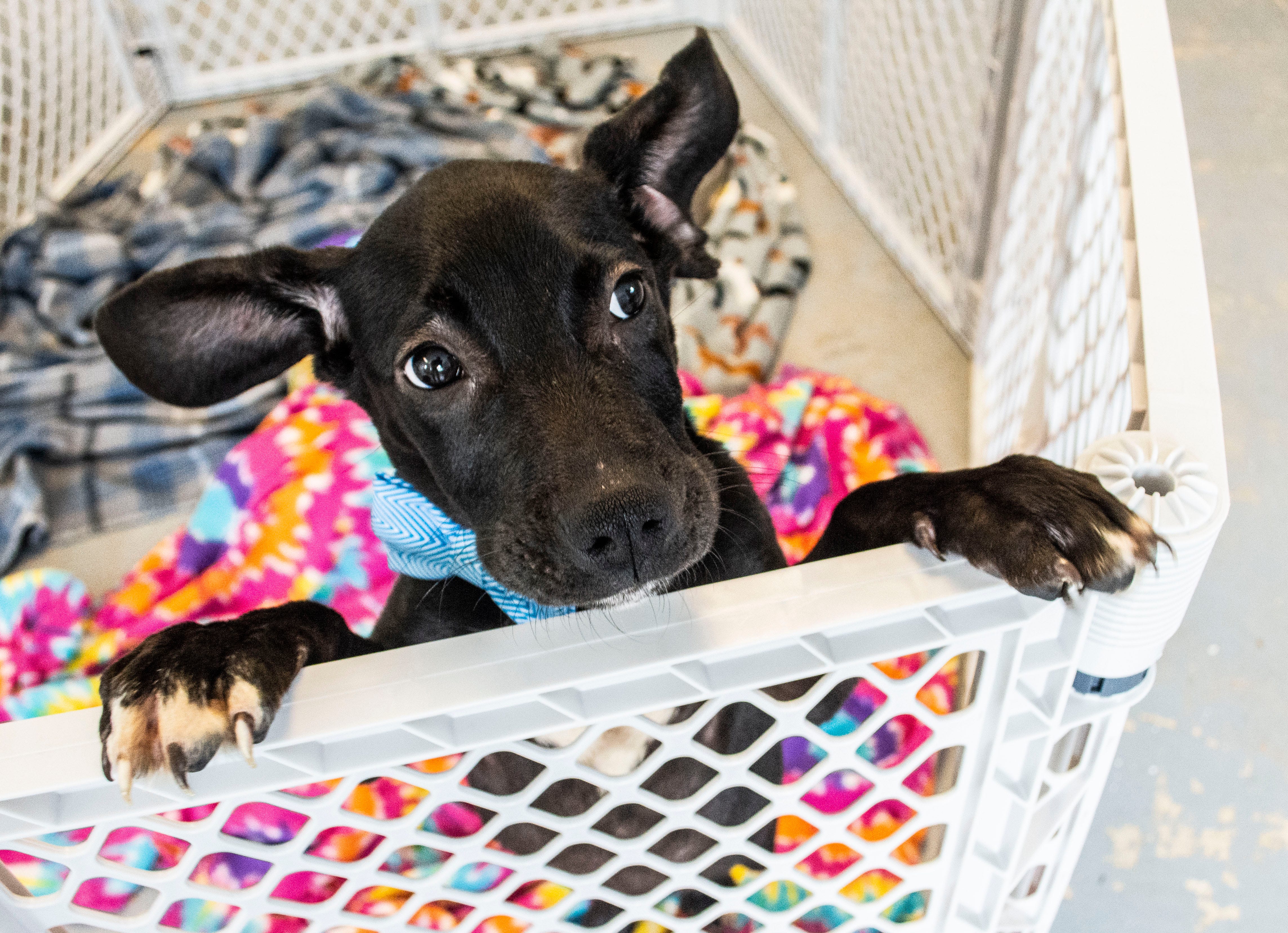 2nd chance animal rescue of richmond inc