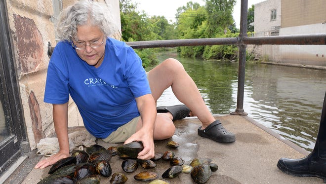 Lisie Kitchel, the DNR’s top mussel expert, identifies native freshwater mussels from the Pigeon River in downtown Clintonville on Wednesday. The DNR moved about 680 mussels from beneath the Main Street bridge to downriver sites to ensure they aren’t harmed next spring when the bridge is replaced.