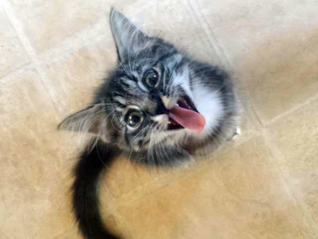 Your Cat May Want To Kill You Study Says Your Cat May Want To Kill You Study Says