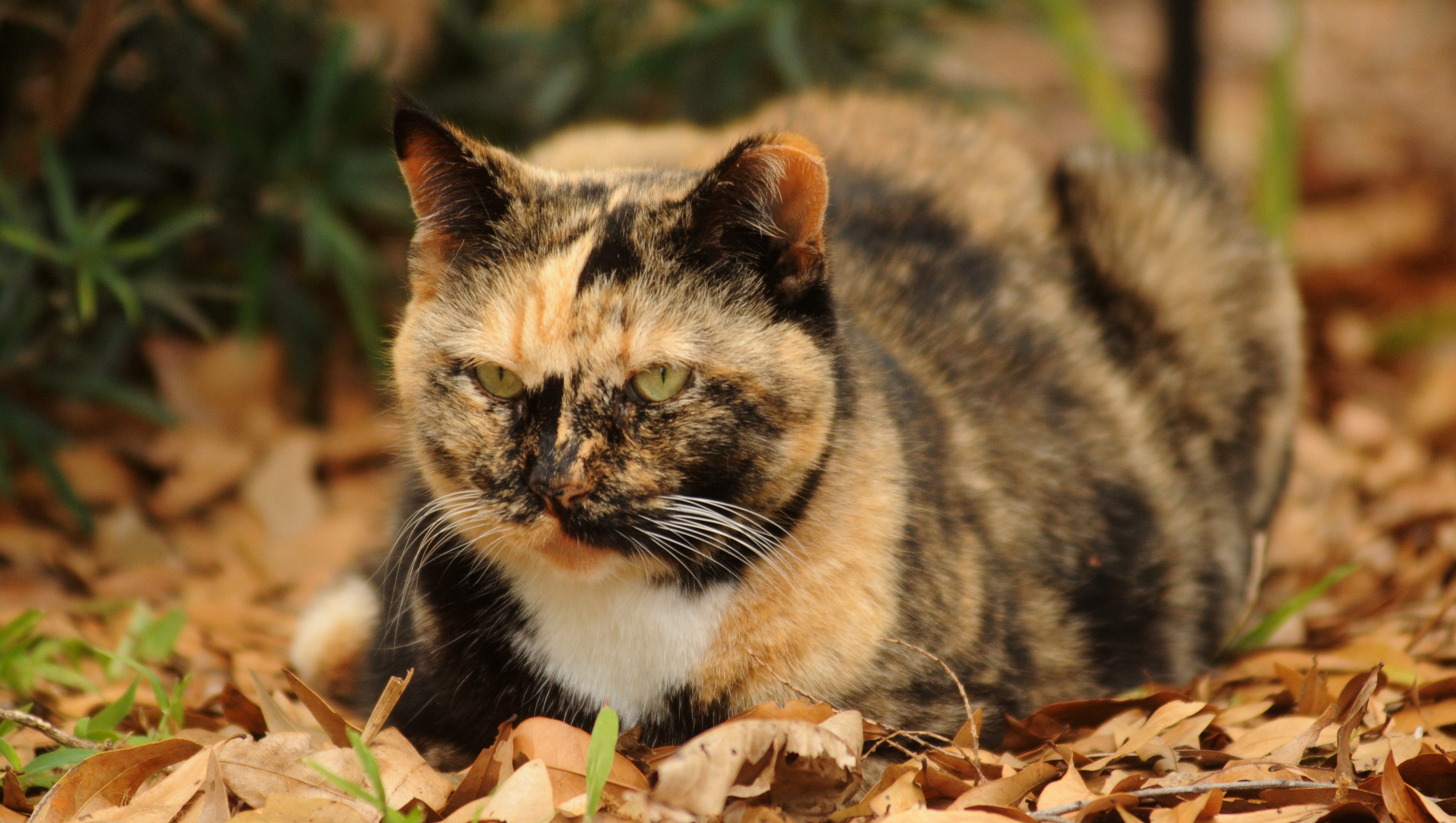 Stray Cat Tests Positive For Rabies In Central Brevard