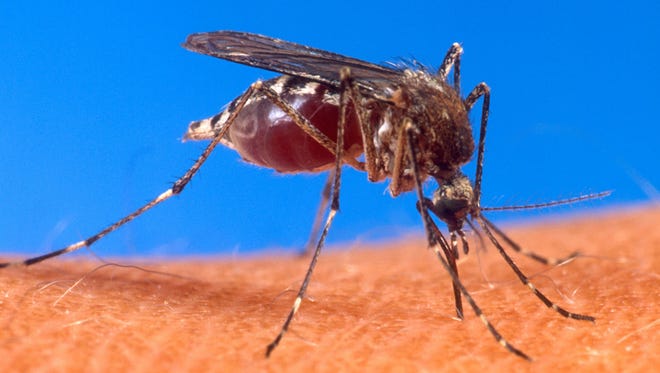 A mosquito was found in Rockland with the West Nile virus.