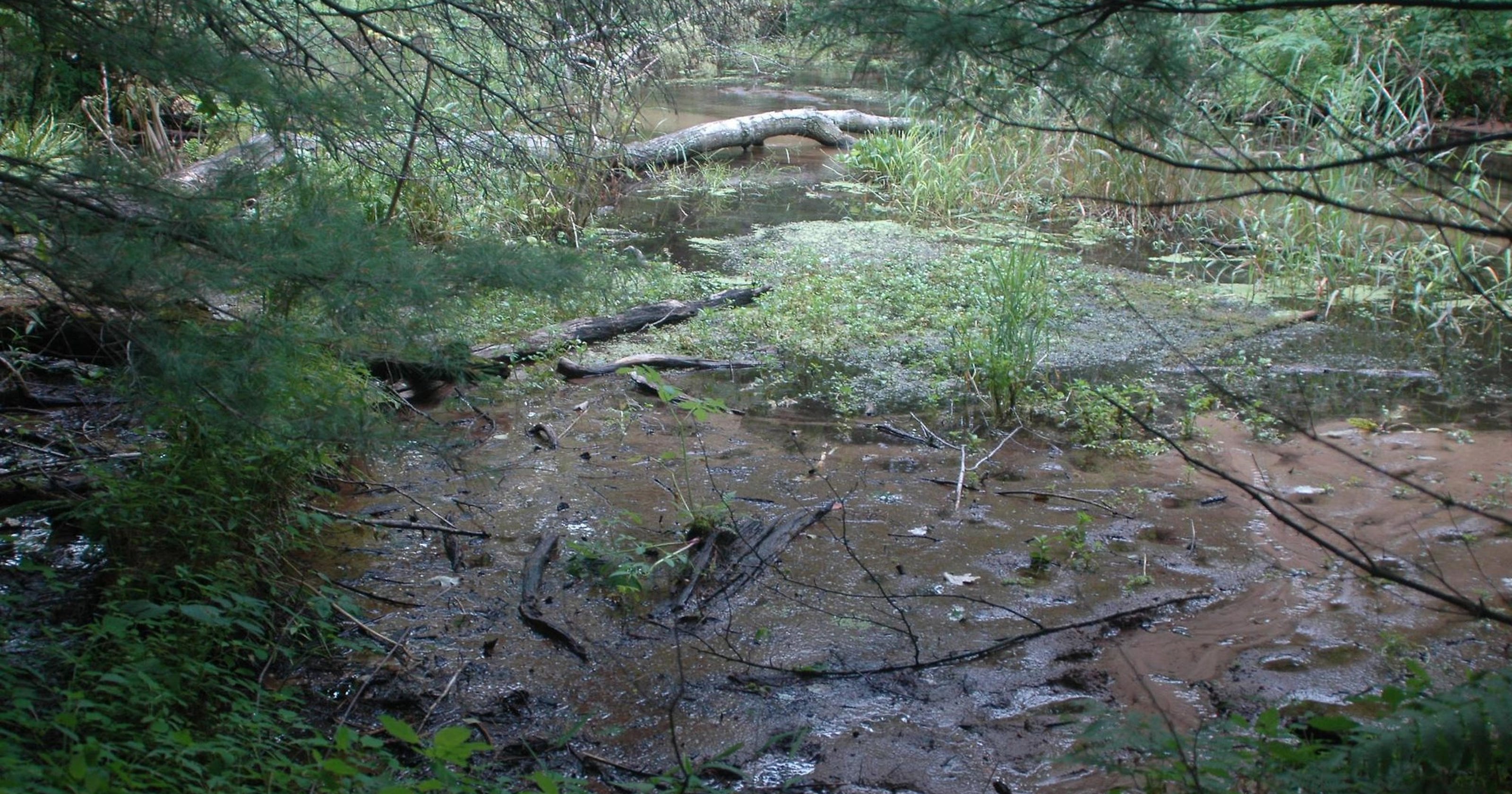 Irrigation cited for low Little Plover River levels
