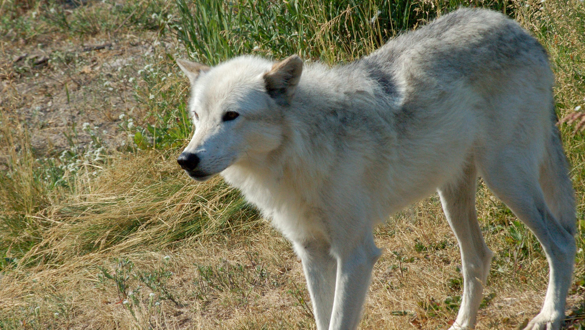 Why Wolves Reintroduction Into Yellowstone Hasn T Restored Ecosystem